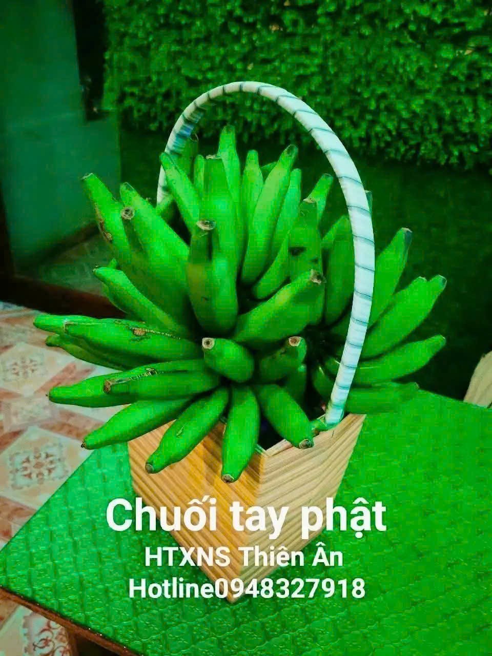 Chuối tay phật