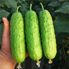 Dưa Chuột Nếp Loại Đặc Biệt