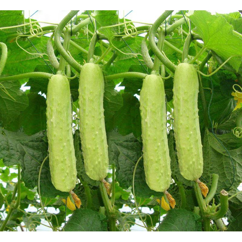 Dưa chuột Bạch Ngọc