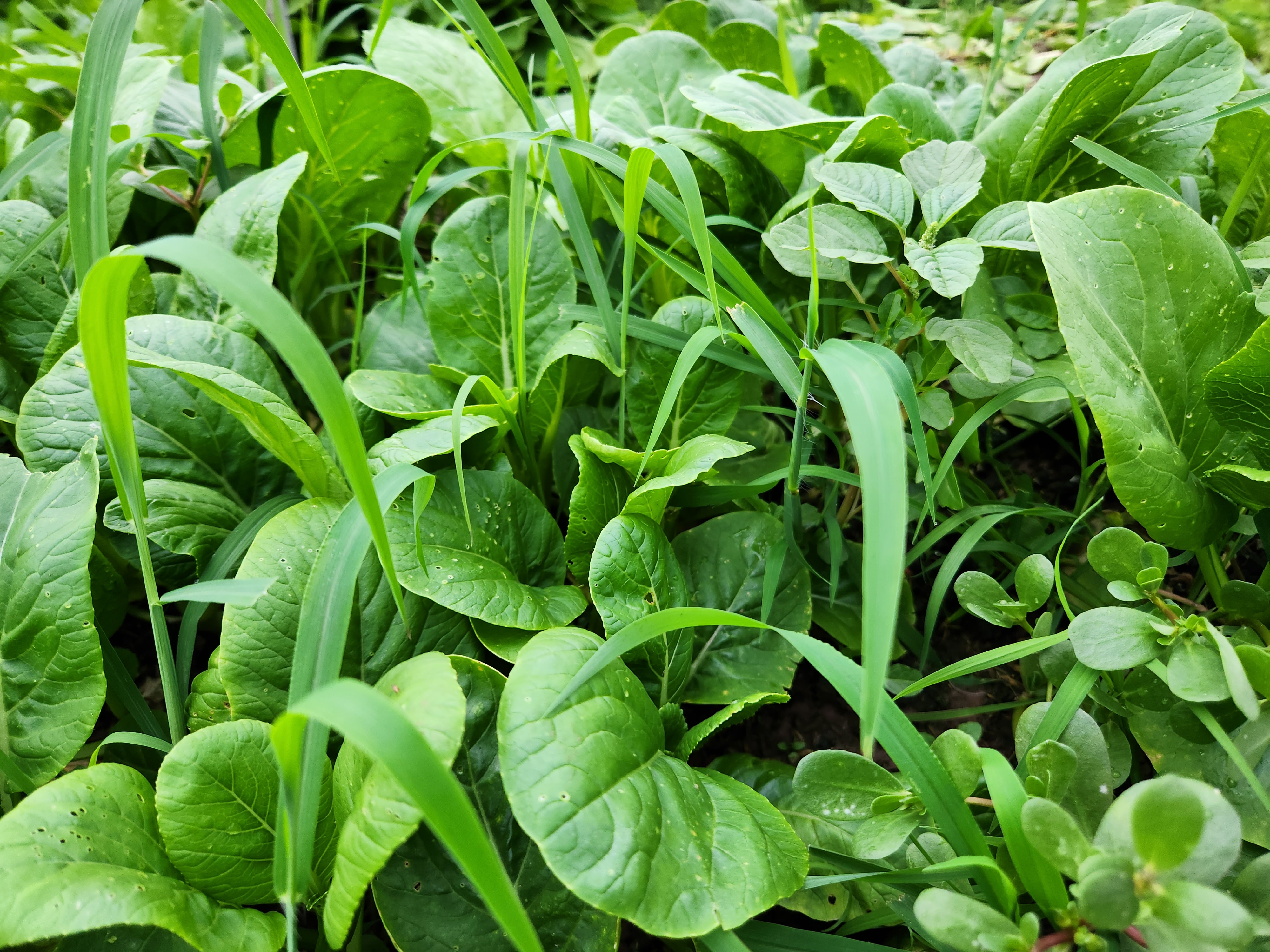 cải ngọt